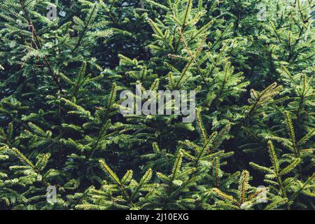 Nebligen Wald auf Berghänge im Sonnenlicht. Dramatische und wunderschöne Szene. Ort: Karpaten, Ukraine, Europa. Cross Prozess, Retro und vinta Stockfoto