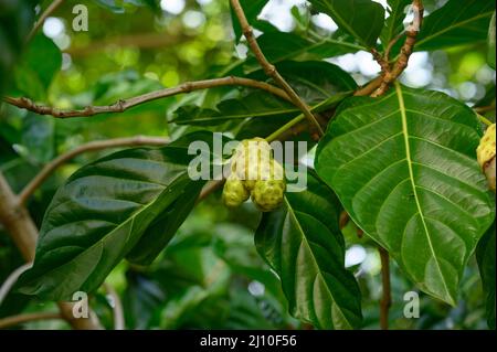 Das Foto zeigt eine Noni-Frucht, die an einem Baum hängt. Der Morinda-Baum ist exotisch und in den Tropen heimisch. Fotoqualität in HD. Glänzende dunkelgrüne Blätter und Stockfoto