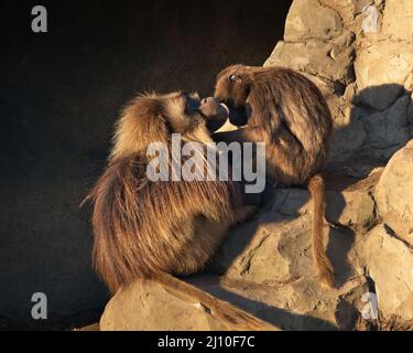 Ein Alpha-Männchen Gelada (Theropithecus gelada), das von einem untergeordneten Gruppenmitglied im späten Nachmittag im Wintersonnenlicht gepflegt wird - Gefangene Tiere. Stockfoto