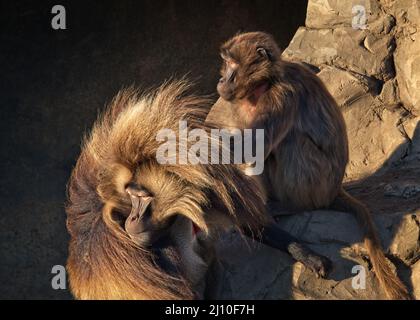 Der männliche Alpha-Gelada-Affe (Thermopithecus gelada) reagiert während einer Körperpflege mit einem untergeordneten Gruppenmitglied - gefangenen Tieren - auf eine Störung. Stockfoto