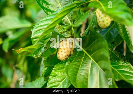 Das Foto zeigt eine Noni-Frucht, die an einem Baum hängt. Der Morinda-Baum ist exotisch und in den Tropen heimisch. Fotoqualität in HD. Glänzende dunkelgrüne Blätter und Stockfoto