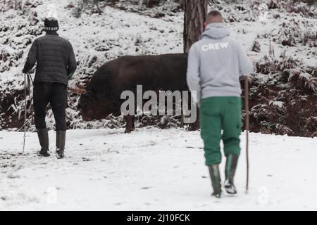 Fighter Bull flüstert, Ein Mann, der einen Stier an einem verschneiten Wintertag auf einer Waldwiese trainiert und ihn auf einen Kampf in der Arena vorbereitet. Stierkampf Stockfoto