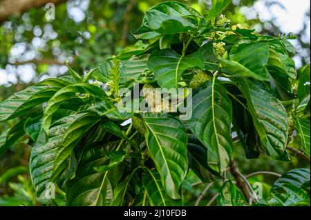 Das Foto zeigt eine Noni-Frucht, die an einem Baum hängt. Der Morinda-Baum ist exotisch und in den Tropen heimisch. Fotoqualität in HD. Glänzende dunkelgrüne Blätter und Stockfoto