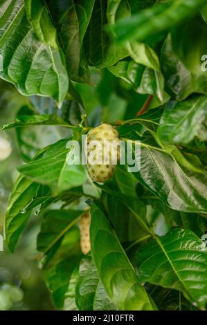 Das Foto zeigt eine Noni-Frucht, die an einem Baum hängt. Der Morinda-Baum ist exotisch und in den Tropen heimisch. Fotoqualität in HD. Glänzende dunkelgrüne Blätter und Stockfoto