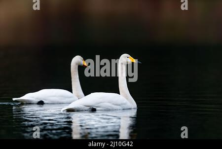 Zwei Schwäne schwimmen friedlich im See, während sie sich mit dem verschwommenen Backgorund darin spiegeln Stockfoto