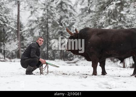 Fighter Bull flüstert, Ein Mann, der einen Stier an einem verschneiten Wintertag auf einer Waldwiese trainiert und ihn auf einen Kampf in der Arena vorbereitet. Stierkampf Stockfoto