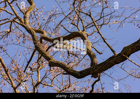 Viele blattlose Zweige eines Baumes im Winter mit blauem Himmel in Deutschland Stockfoto