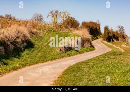 Eine unbefestigte Straße mit Gras und Sträuchern führt einen Hügel hinauf, Deutschland Stockfoto