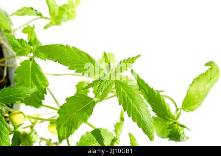 Junge Hanfpflanzen, im Sonnenlicht, von oben. Verzehrfertige Hanf-Microgreens, grüne Sprossen, Triebe und Setzlinge von Industriehanf, Cannabis Ruderalis. Stockfoto