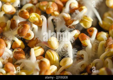 Rettich sprießt im Sonnenlicht, Nahaufnahme von oben. Raphanus sativus, Rettich-Sämlinge, aus Samen keimend, mit Samenmantel und mit vielen kleinen Wurzeln. Stockfoto