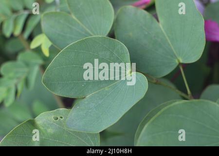 Die Blätter von bauhinia purpurea, oder allgemein bekannt als Orchideenbaum, purpurner bauhinia, Kamelfuß, Schmetterlingsbaum und hawaiianischer Orchideenbaum Stockfoto