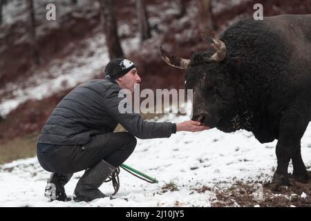 Fighter Bull flüstert, Ein Mann, der einen Stier an einem verschneiten Wintertag auf einer Waldwiese trainiert und ihn auf einen Kampf in der Arena vorbereitet. Stierkampf Stockfoto