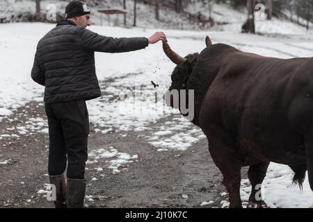 Fighter Bull flüstert, Ein Mann, der einen Stier an einem verschneiten Wintertag auf einer Waldwiese trainiert und ihn auf einen Kampf in der Arena vorbereitet. Stierkampf Stockfoto