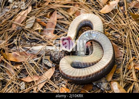 Eastern Hognose Snake Playing Dead - Heterodon plattirhinos Stockfoto