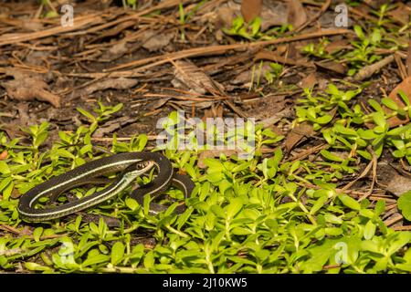 Bluestripe Bandschlange - Thamnophis sauritus nitae Stockfoto