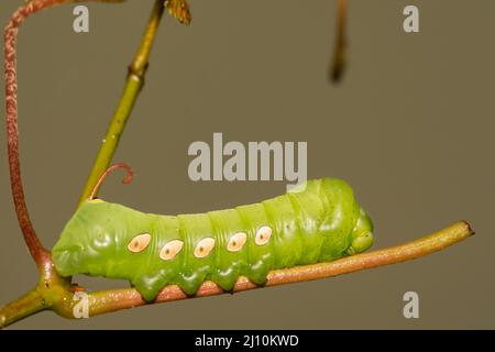 Pandorus Sphinx Caterpillar - Eumorpha pandorus Stockfoto