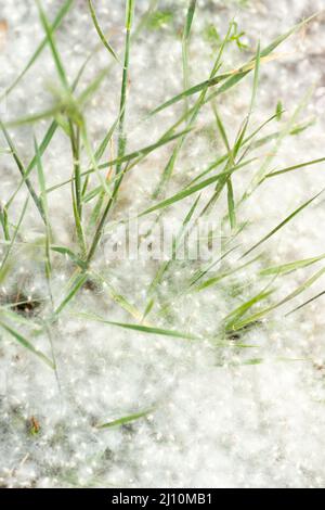 Pappelflaum auf der Straße. Gras in Pappelflaum, Nahaufnahme. Flauschige Flusensamen. Reproduktion von Bäumen. Allergie gegen blühende Bäume und Pflanzen. Stockfoto