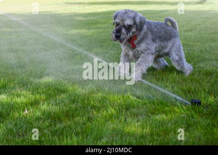 Nass glücklich Haustier Schnauzer Hund Welpe spielt mit Wasser, trinken aus Sprinkler in einem heißen Sommertag Stockfoto