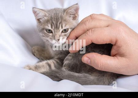 Grau gestreiftes kleines Kätzchen in den Händen eines Mannes, der auf einer weißen Decke liegt. Eine glückliche Katze liebt es, von einem Mann gestreichelt zu werden. Neugieriges kleines Kätzchen schläft ein Stockfoto