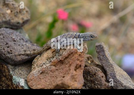 Shallow-Focus-Aufnahme eines madagassischen Leguans mit Kragen, der in hellem Sonnenlicht auf Felsen steht Stockfoto