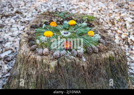Stumpf im Wald mit Tannenzapfen, Nadel und Blumen Stockfoto