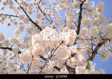 Kirschblüten im Frühling, Jahreszeit und Naturkonzept Stockfoto