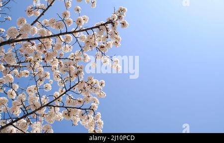 Kirschblüten im Frühling und blauer Himmel, Saison- und Naturkonzept, negative Raumtechnik Stockfoto