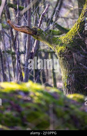 Sonnenstrahlen durchbrechen einen feuchten, moosbedeckten Wald in Rijkevorsel, Antwerpen, Belgien. Hochwertige Fotos Stockfoto