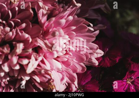 Nahaufnahme eines Chrysanthemums Stockfoto