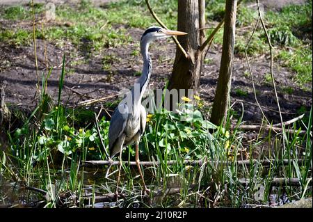 Kent, Großbritannien. Ein Graureiher ( ardea cinera ) wat in der Frühlingssonne am Ufer des Flusses Cray. Foots Cray Meadows, Sidcup. Stockfoto