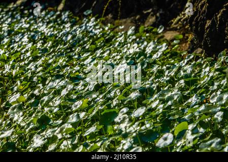 Nahaufnahme eines üppigen Buschs von Geldgras in einem Teich in der Sonne Stockfoto