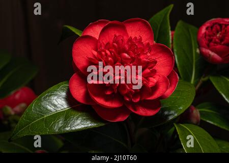 Eine rote Kamelienblüte, Camellia japonica in Blüte im Frühling. Stockfoto