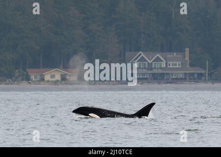 Transient Orca T099, Bella, Reisen in Penn Cove Whidbey Island Stockfoto