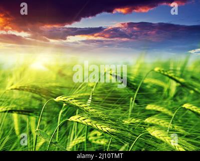 Majestätische Landschaft im Feld unter Tagesanbruch Stockfoto