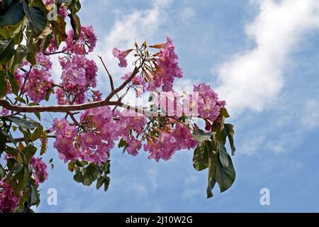 Rosa ipe oder rosa Trompetenbaumblüten, (Handroanthus impetiginosus), Rio, Brasilien Stockfoto