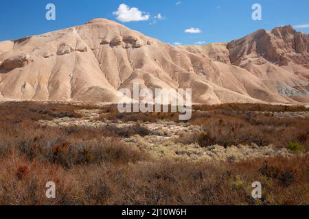 Willow Creek Riparian Area entlang des Amargosa River Trail, Amargosa River Natural Area, Barstow Field Office Bureau of Land Management, Kalifornien Stockfoto