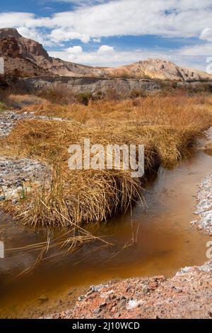 Amargosa Wild and Scenic River entlang des Amargosa River Trail, Naturschutzgebiet Amargosa River, Barstow Field Office Bureau of Land Management, Kalifornien Stockfoto