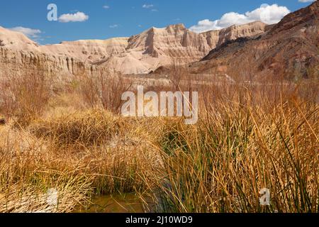 Amargosa Wild and Scenic River entlang des Amargosa River Trail, Naturschutzgebiet Amargosa River, Barstow Field Office Bureau of Land Management, Kalifornien Stockfoto