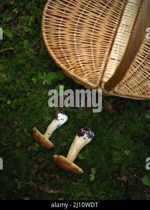 Weiße Pilze und ein Korb im Wald Stockfoto
