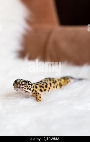 Vertikale Aufnahme eines Leopardengeckos auf einer weißen Decke Stockfoto