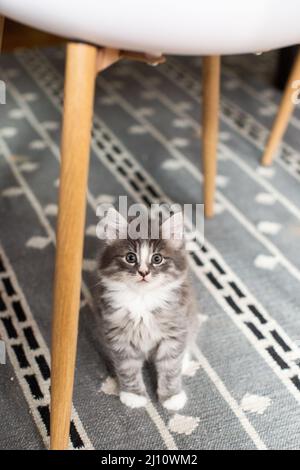Flauschiges graues Kätzchen, das auf einem grauen Teppich sitzt Stockfoto