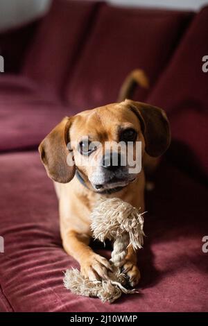 Ein Puggle, der auf einer Couch mit einem Seilspielzeug sitzt Stockfoto