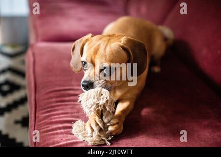 Ein Puggle, der auf einer Couch sitzt und auf einem Hundespielzeug kaut Stockfoto