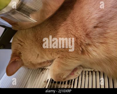 Cream Tabby Cat spiegelt sich in einer glänzenden Pfanne wider Stockfoto