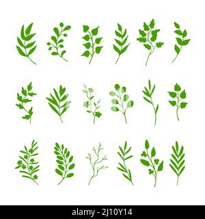 Blätter, Kräuter, Zweige, grüne Silhouetten auf weißem Hintergrund. Handgezeichnetes Design. Eco, bio Frühlingssymbole. Sammlung von Clip-Art-Elementen Stockfoto