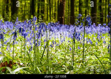 Der Hallerbos, südlich von Brüssel, Belgien, ist für seine Bluebells im frühen Frühjahr berühmt. Stockfoto