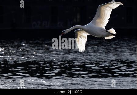 Berlin, Deutschland. 21. März 2022. Bei sonnigem Wetter fliegt ein Schwan über das Wasser. Quelle: Monika Skolimowska/dpa-Zentralbild/dpa/Alamy Live News Stockfoto