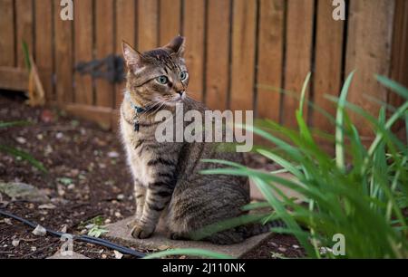 Nahaufnahme einer grauen Katze auf einem verschwommenen Hintergrund in Schwarz und Weiß Stockfoto