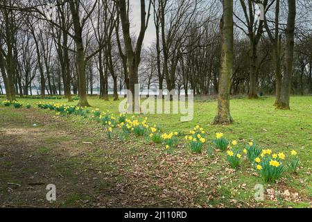 Eine Reihe von Narzissen in einem englischen Park an einem frühen Frühlingstag Stockfoto