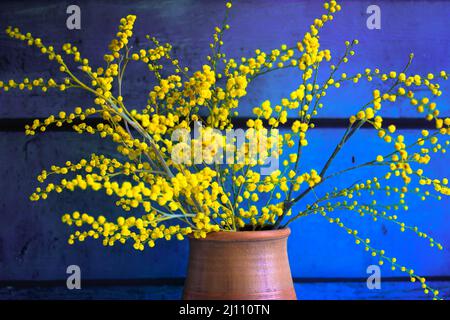 Schönes Bouquet von gelben Mimosen in Blüte in lehmigen braunen Vase auf blauem Hintergrund. Stillleben im Frühling. Osterblumen in voller Blüte. Blumenpostkarte. L Stockfoto